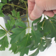 Illustration for article titled Tiny Sensors Phone Home When Their Plant Needs Water